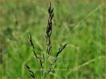 Molinia arundinacea 'Witches Broom' | Pijpenstrootje | Hohes Pfeifengras | Tall Purple Moorgrass