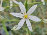 Ornithogalum ponticum 'Sochi' | Bosvogelmelk, Pontische vogelmelk, Vogelmelk | Milchstern | Star-of-Bethlehem