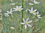 Ornithogalum ponticum 'Sochi' | Bosvogelmelk, Pontische vogelmelk, Vogelmelk | Milchstern | Star-of-Bethlehem