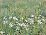 Ornithogalum ponticum 'Sochi' | Bosvogelmelk, Pontische vogelmelk, Vogelmelk | Milchstern | Star-of-Bethlehem