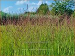 Panicum virgatum 'Purple Tears' | Vingergras, Parelgierst, Gierst | Rutenhirse | Wand Panic Grass