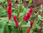 Persicaria amplexicaulis 'Bloody Mary' | Doorgroeide duizendknoop, Adderwortel, Duizendknoop | Kerzenkn&ouml;terich | Mou