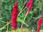 Persicaria amplexicaulis 'Vesuvius' | Doorgroeide duizendknoop, Adderwortel, Duizendknoop | Kerzenkn&ouml;terich | Mounta