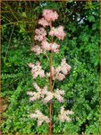 Rodgersia pinnata 'Hanna' | Schout-bij-nacht, Kijkblad | Fiederbl&auml;ttriges Schaublatt | Featherleaf Rodgersia