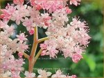 Rodgersia pinnata 'Hanna' | Schout-bij-nacht, Kijkblad | Fiederbl&auml;ttriges Schaublatt | Featherleaf Rodgersia