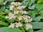 Rodgersia sambucifolia 'Rothaut' | Schout-bij-nacht, Kijkblad | Holunderbl&auml;ttriges Schaublatt | Rodger 