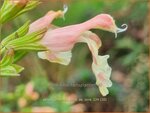 Salvia jamensis 'Belle de Loire' | Salie, Salvia | Salbei | Autumn Sage