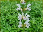 Salvia nemorosa 'Snow Kiss' | Bossalie, Salie, Salvia | Steppensalbei | Woodland Sage
