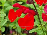 Salvia 'Royal Bumble' | Salie, Salvia | Salbei | Sage