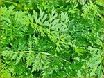 Selinum carvifolia | Karwijselie | K&uuml;mmelbl&auml;ttrige Silge | Cambridge Milk Parsley