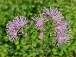 Thalictrum aquilegifolium 'The Cloud' | Akeleiruit, Akeleibladige ruit, Ruit | Akeleiblättrige Wiesenraute