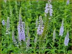 Veronica longifolia 'Lila Karina' | Lange ereprijs, Langbladige ereprijs, Ereprijs | Langbl&auml;ttriger Ehrenpreis | Gar