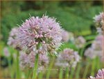 Allium nutans 'Caroline' | Siberisch bieslook, Look | Sibirischer Knoblauch | Siberian Chives