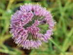 Allium nutans 'Esmee' | Siberisch bieslook, Look | Sibirischer Knoblauch | Siberian Chives