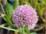 Allium nutans 'Esmee' | Siberisch bieslook, Look | Sibirischer Knoblauch | Siberian Chives