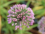 Allium nutans 'Esmee' | Siberisch bieslook, Look | Sibirischer Knoblauch | Siberian Chives