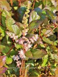 Astilbe chinensis 'Spotlight' | Pluimspirea, Spirea, Prachtspirea | Chinesische Prachtspiere | Chinese Astilbe