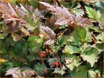 Astilbe 'Color Flash' | Pluimspirea, Spirea, Prachtspirea | Prachtspiere | Astilbe