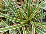 Carex morrowii 'Everglow' | Japanse zegge, Zegge | Japan-Segge | Japanese Sedge