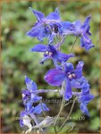 Delphinium 'V&ouml;lkerfrieden' | Ridderspoor | Rittersporn | Larkspur