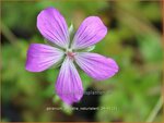 Geranium palustre 'Naturtalent' | Moerasooievaarsbek, Ooievaarsbek, Tuingeranium, Geranium | Sumpf-Storchschnabel | M