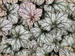 Heuchera 'Rex Silver' | Purperklokje | Purpurgl&ouml;ckchen | Coral Bells