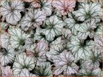 Heuchera 'Rex Silver' | Purperklokje | Purpurgl&ouml;ckchen | Coral Bells