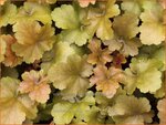 Heuchera 'Rockies Amber' | Purperklokje | Purpurgl&ouml;ckchen | Coral Bells