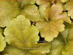 Heuchera 'Rockies Amber' | Purperklokje | Purpurgl&ouml;ckchen | Coral Bells