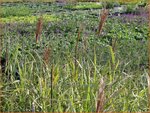 Miscanthus sinensis 'Red Tower' | Chinees prachtriet, Chinees riet, Japans sierriet, Sierriet | Chinaschilf | Eul