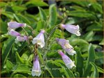 Penstemon hirsutus 'Pygmaeus' | Slangenkop, Schildpadbloem | Rauhaariger Bartfaden | Hairy Beardtongue
