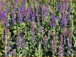 Salvia nemorosa 'Rianne' | Bossalie, Salie, Salvia | Steppensalbei | Woodland Sage