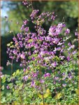 Thalictrum 'Purple Wings' | Ruit | Wiesenraute | Meadow Rue