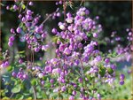 Thalictrum 'Purple Wings' | Ruit | Wiesenraute | Meadow Rue