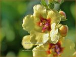 Verbascum 'Cotswold Queen' | Toorts | K&ouml;nigskerze | Mullein