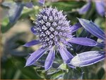 Eryngium 'Grumpy' | Kruisdistel | Mannstreu | Sea Holly
