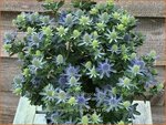 Eryngium 'Grumpy' | Kruisdistel | Mannstreu | Sea Holly