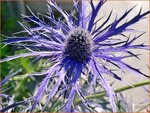 Eryngium 'Pen Blue' | Kruisdistel | Mannstreu | Sea Holly