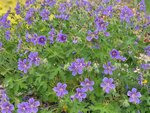 Geranium ibericum subsp. jubatum | Ooievaarsbek, Tuingeranium, Geranium | Kaukasischer Storchenschnabel | Iberian Cranesbill