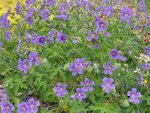 Geranium ibericum subsp. jubatum | Ooievaarsbek, Tuingeranium, Geranium | Kaukasischer Storchenschnabel | Iberian Cranesbill