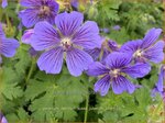 Geranium ibericum subsp. jubatum | Ooievaarsbek, Tuingeranium, Geranium | Kaukasischer Storchenschnabel | Iberian Cranesbill