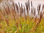 Miscanthus sinensis 'Red Tower' | Chinees prachtriet, Chinees riet, Japans sierriet, Prachtriet | Chinaschilf | Eulal