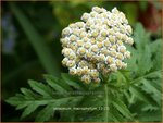 Tanacetum macrophyllum | Wormkruid | Großblättrige Wucherblume | Rayed Tansy