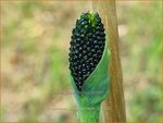 Arisaema consanguineum | Jan op de Preekstoel, Drakenvuurkorf | Chinesischer Feuerkolben | Blushing Cobra Lily