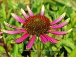 Echinacea purpurea 'Prima Spider' | Rode zonnehoed, Zonnehoed | Roter Sonnenhut | Purple Coneflower