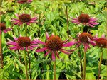 Echinacea purpurea 'Prima Spider' | Rode zonnehoed, Zonnehoed | Roter Sonnenhut | Purple Coneflower