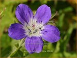 Geranium sylvaticum 'Nikita' | Bosooievaarsbek, Ooievaarsbek, Tuingeranium, Geranium | Wald-Storchschnabel | Wood