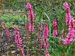 Persicaria amplexicaulis 'Flamingo Feathers' | Doorgroeide duizendknoop, Adderwortel, Duizendknoop | Kerzenkn&#x0