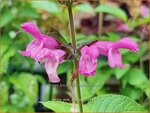 Salvia 'Pink Amistad' | Salie, Salvia | Salbei | Sage