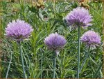 Allium ledebourianum | Bieslook, Look | Schnittlauch | Chives